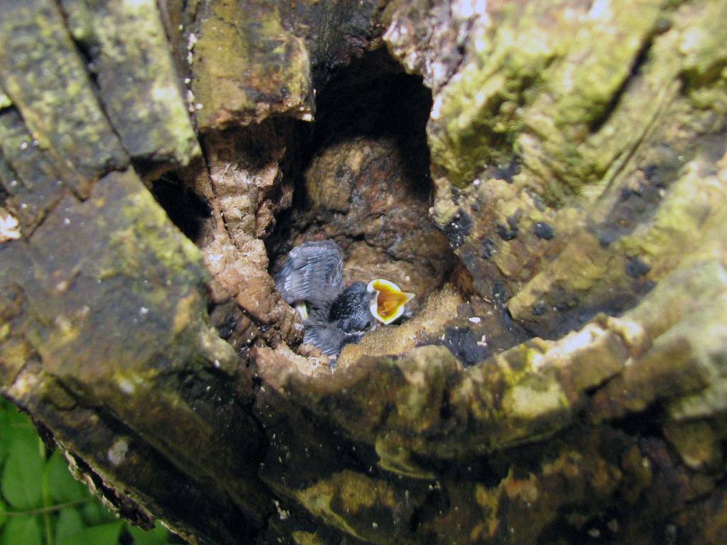 Help! MAMA! by Mean and Pinchy is licensed under CC BY-NC 2.0